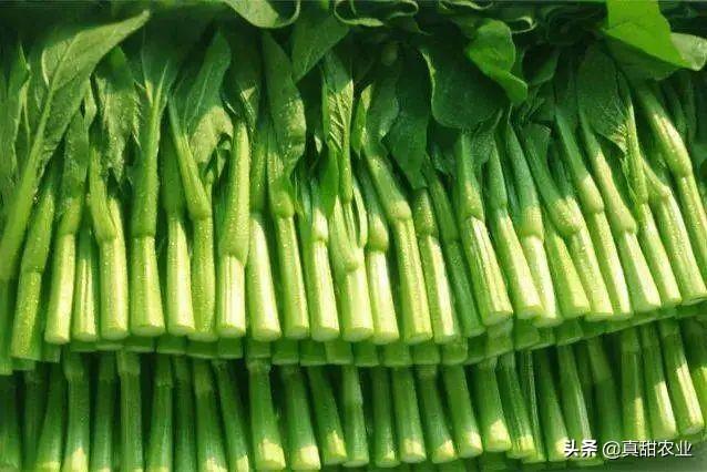 最新白萝卜价格行情动态