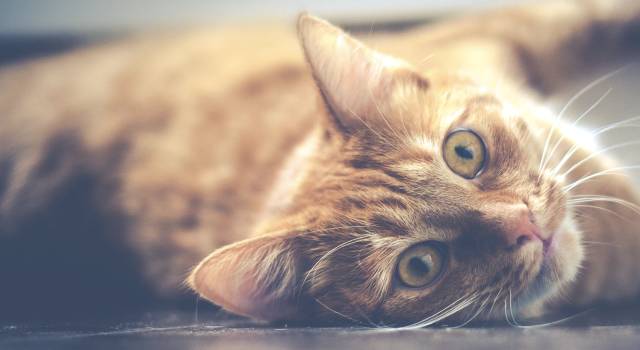 磁力猫最新载，自然美景探索之旅启程！