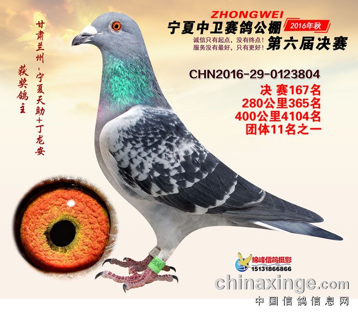 宁夏中卫公棚最新公告全解析与速递！