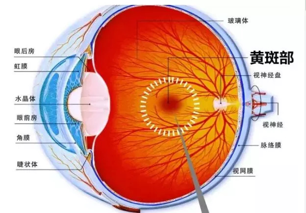 眼底黄斑病变最新有效治疗方法，励志之旅中自信与成就感的源泉